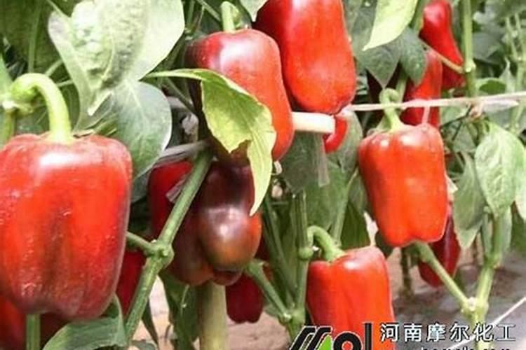 彩椒苗烂根死棵,请大师指教!