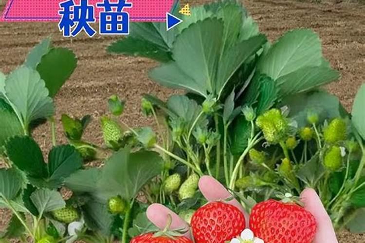 山药什么时候追肥合适