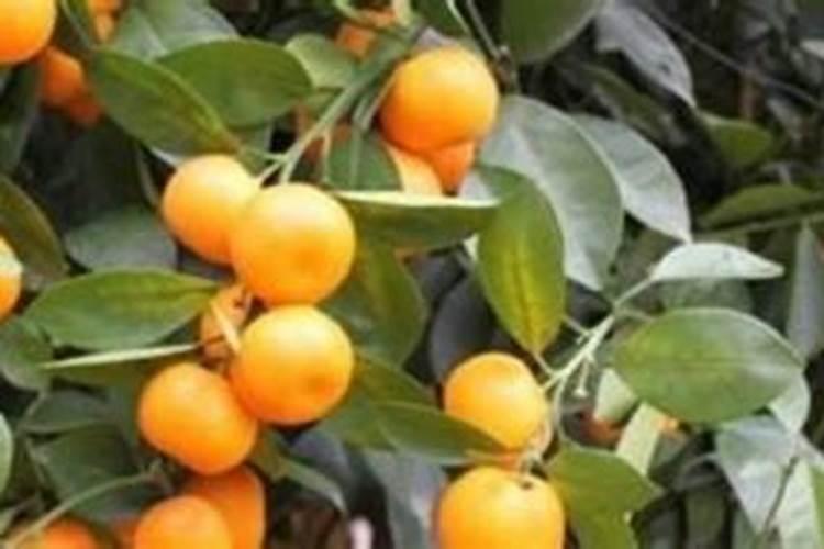 金桔有“大吉大利”的美好寓意,很适合家居养,八月如何养？