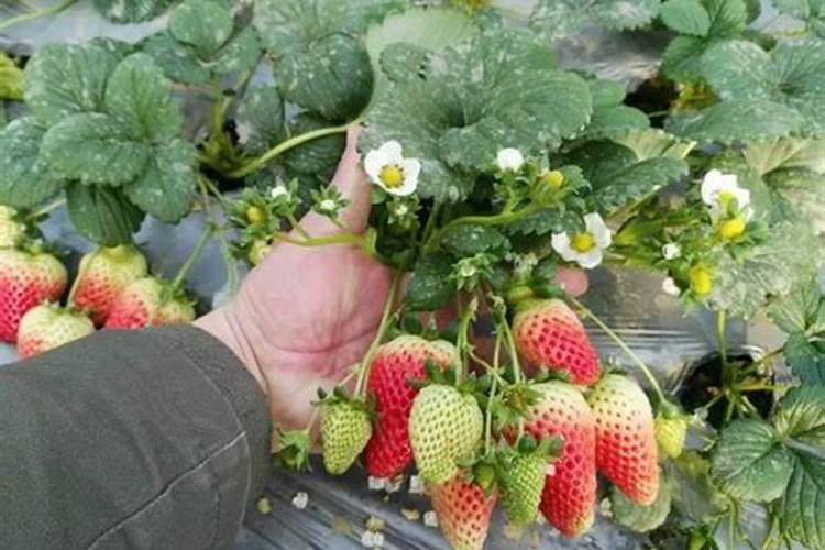 草莓旺长怎么办？用什么水溶肥好？