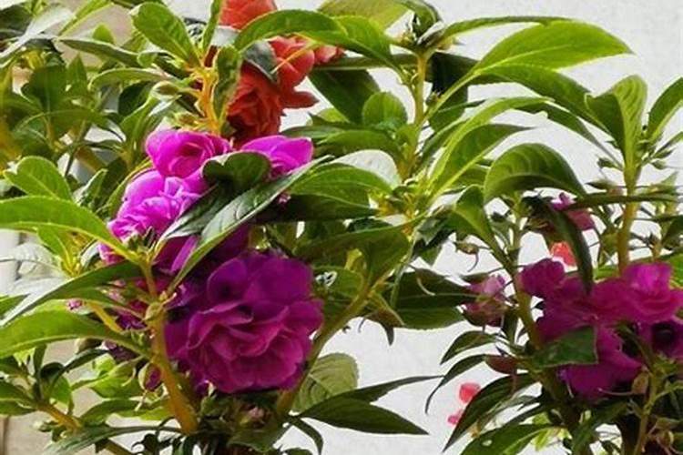 凤仙花施肥方法及注意事项 春季凤仙花怎么施肥