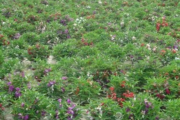 凤仙花怎么施肥,施肥过量叶子蔫了怎么办
