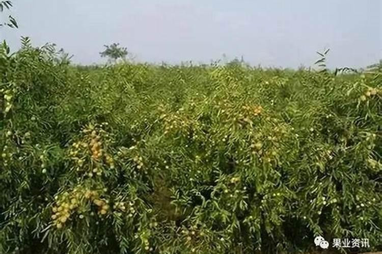 氮肥促进果树开花结果吗
