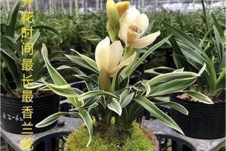 建兰开花时怎么养护