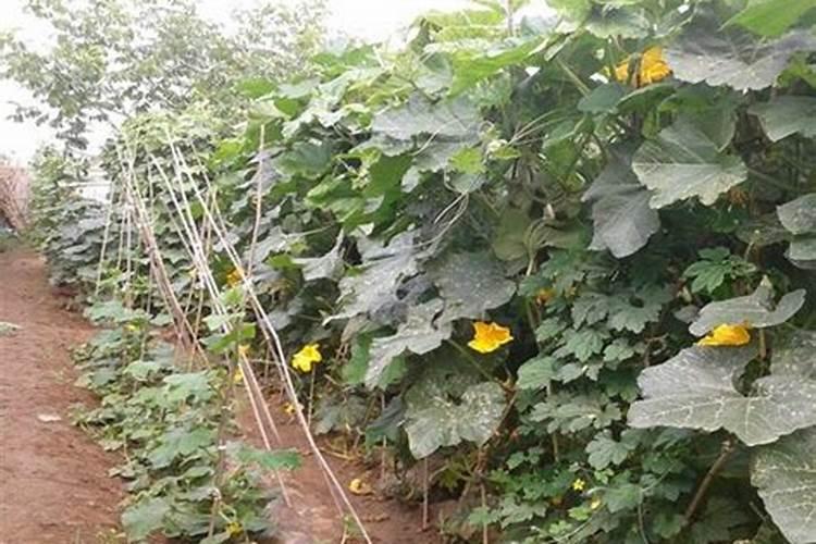 丝瓜育苗前要准备什么,多久施一次肥呢？