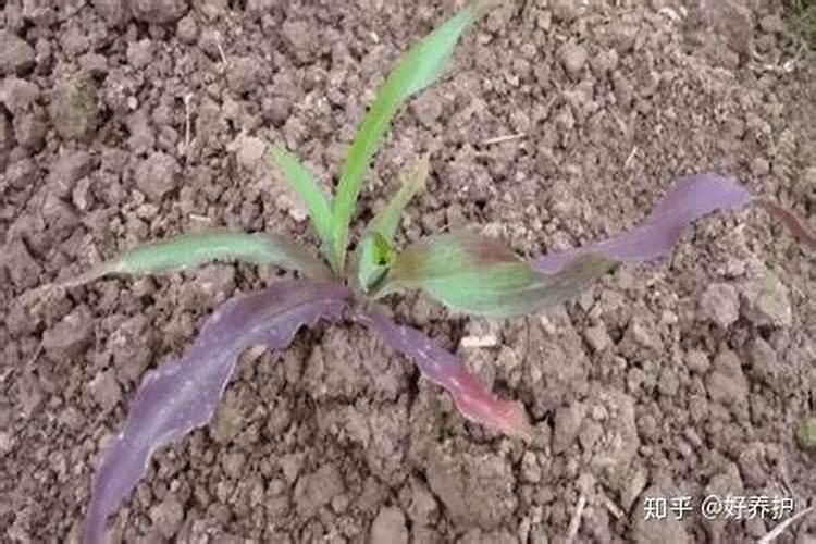 花卉缺肥的几种表现