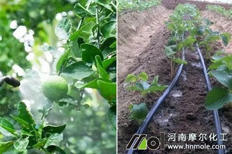 花草树木什么时候施肥最好