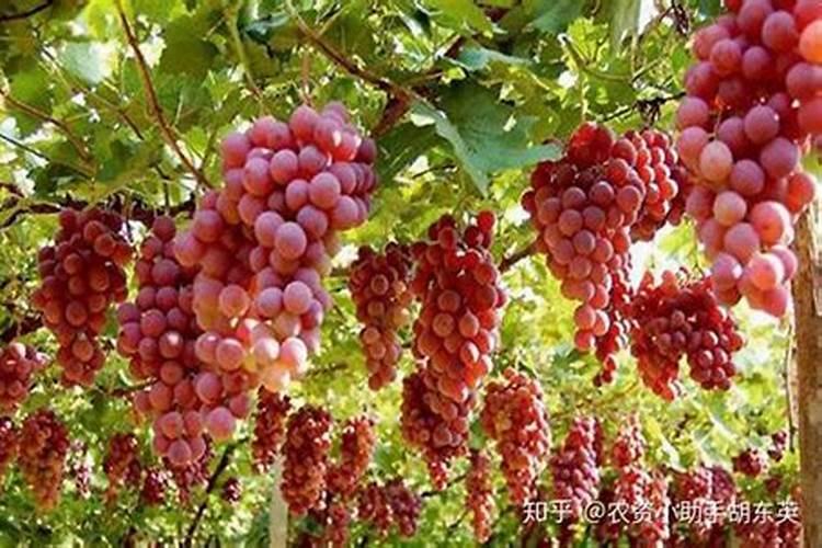 葡萄萌芽期施什么肥葡萄萌芽期施什么肥好
