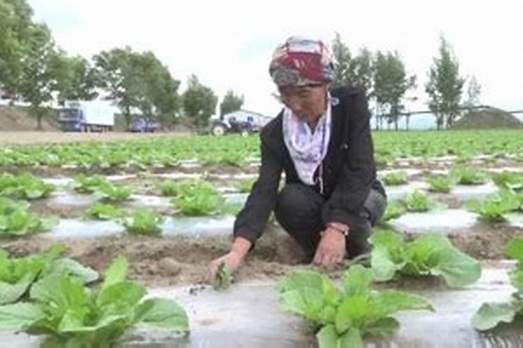 生菜如何施肥