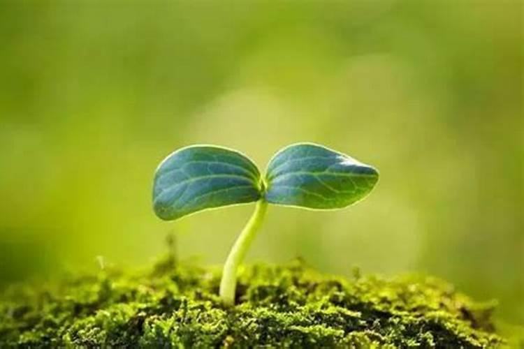 大豆用什么叶面肥好？喷洒要注意什么呢