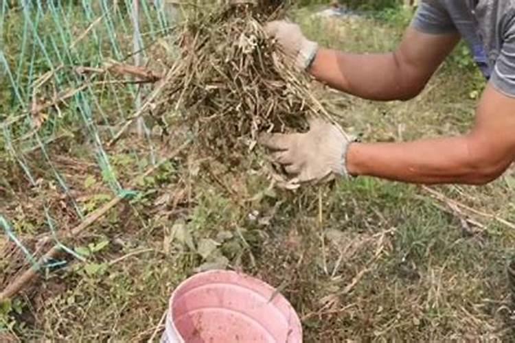 树叶树枝怎么制作有机肥
