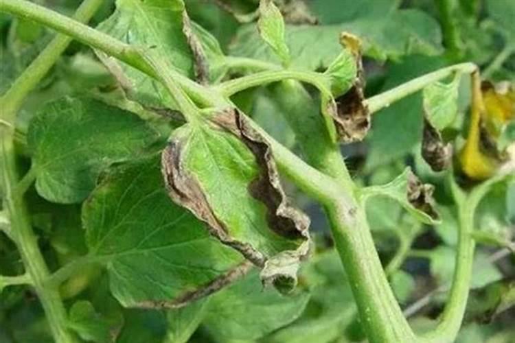 黄瓜叶斑病常用杀菌剂有哪些？预防黄瓜叶斑病如何管理效果好