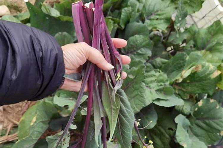 红菜苔施肥