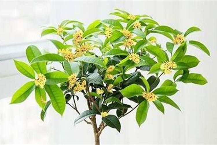 桂花枯叶病换盆杀菌会改善吗？