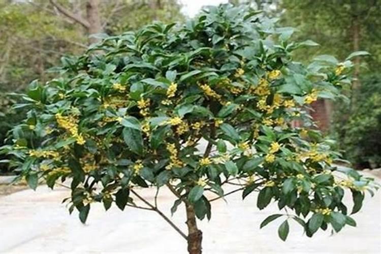 四季桂种植技术及病害防治