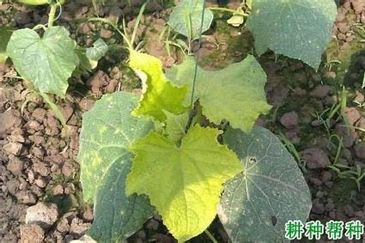 当黄瓜叶发黄并出现斑点时用啥办法来搞定