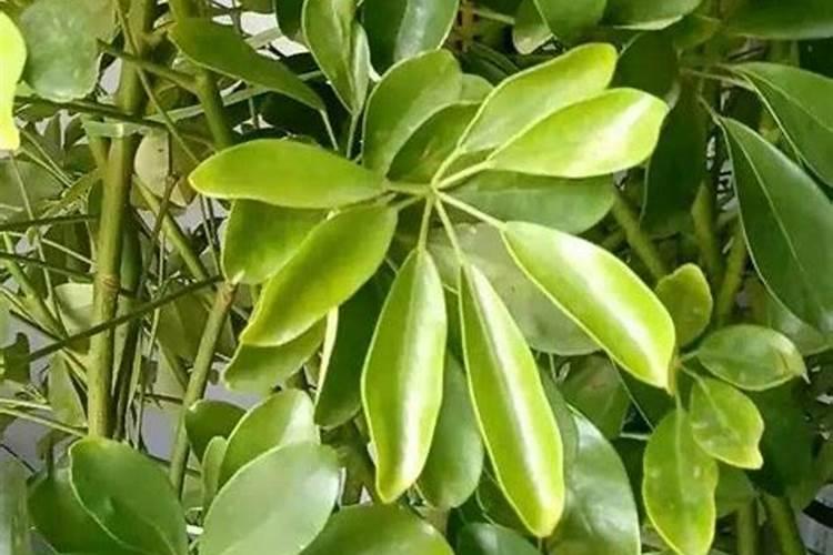 养花什么时候施氮肥(给花施氮肥比例是多少)