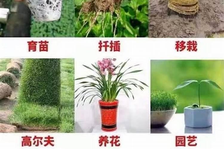 08年棉花为什么暴涨