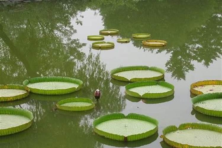 【最新】目前农业部登记较为完整的进口肥料厂家名单,供参考!