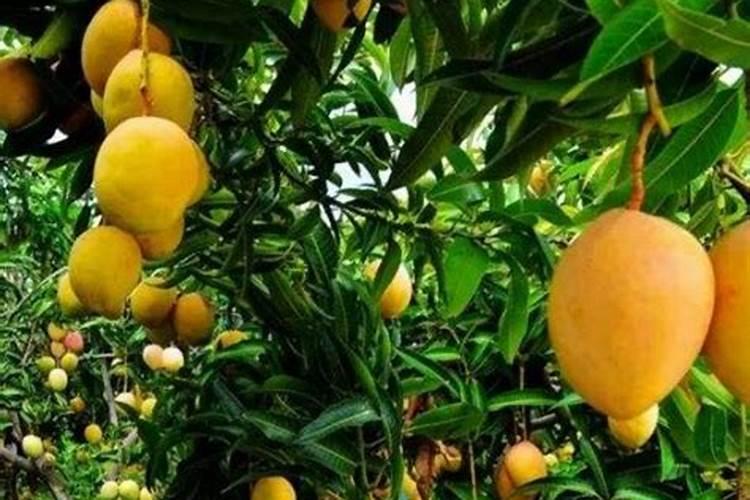 芒果施肥方法和注意事项 如何给芒果施肥