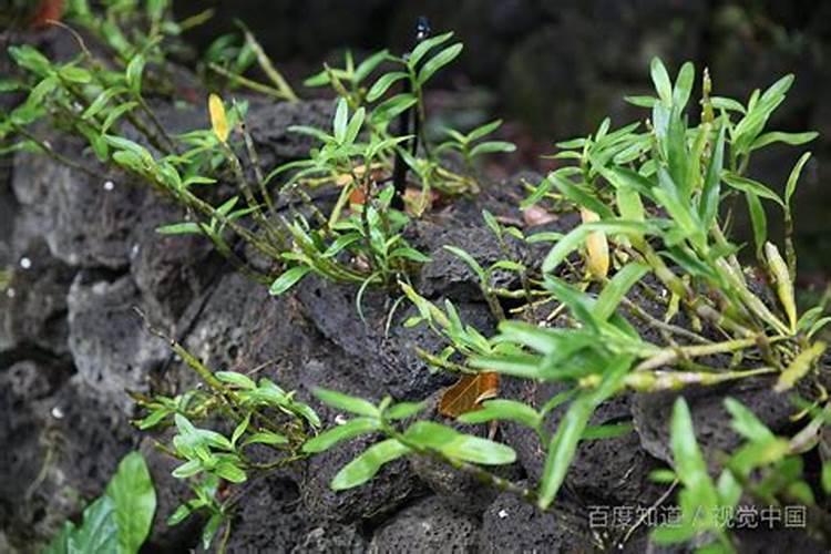 球花石斛怎么促花 盆栽石斛花的养殖方法