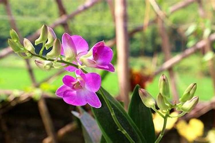 石斛开花后怎样管理