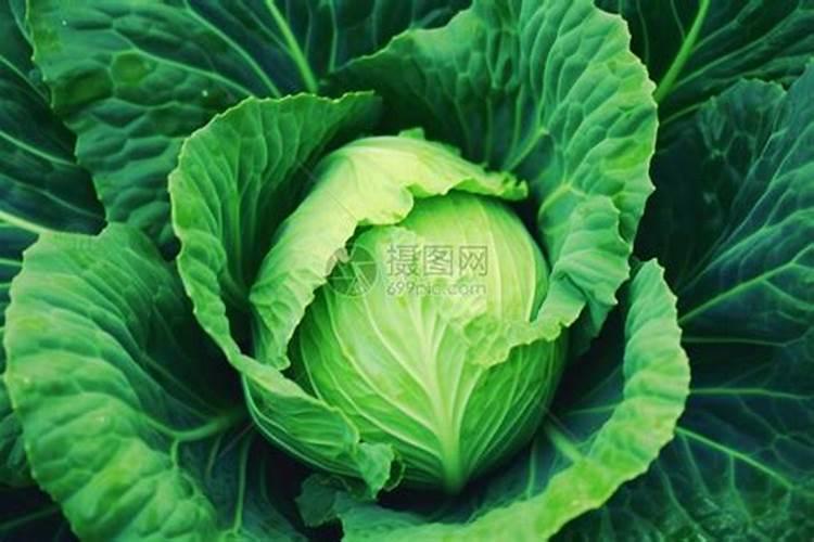 甘蓝烧边是怎么回事,怎么预防