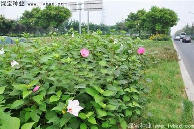 秋葵种植时间,种植方法,注意事项