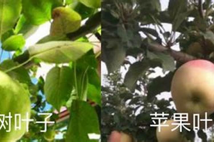请问果树用的叶面肥和新型什么肥？