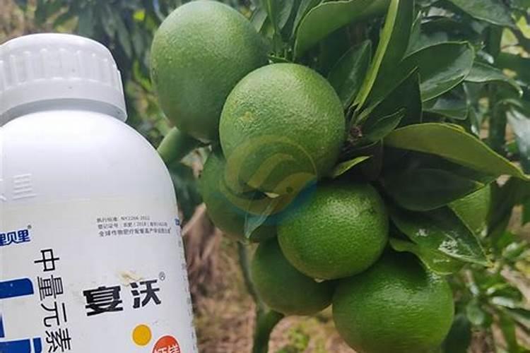 种柑橘用什么肥料最好