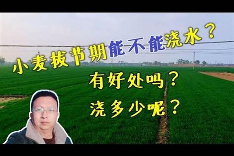 小麦已经抽穗进入灌浆期,这个时期还需要补充硼肥吗？为什么？