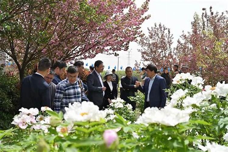 牡丹叶面肥打什么 喷肥注意事项