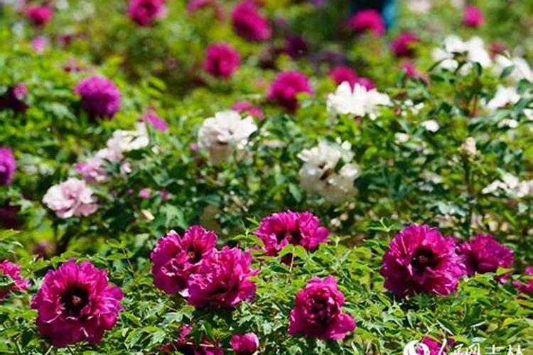 牡丹花喂什么肥开花更鲜艳