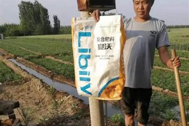 种植玉米一般施肥用什么化肥玉米施肥注意事项