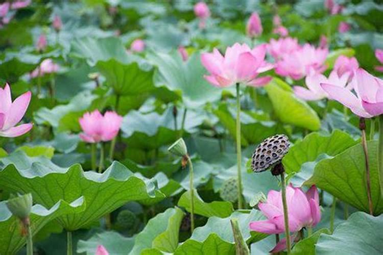 莲藕用什么肥料产量高