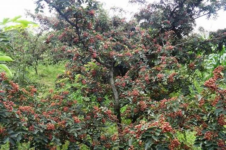 矿源黄腐酸钾什么时候用最好？矿源黄腐酸钾使用注意事项