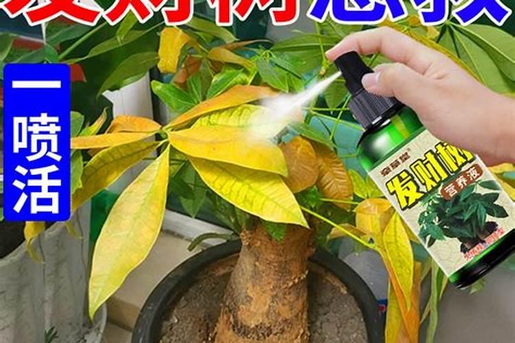 发财树浇什么肥最好