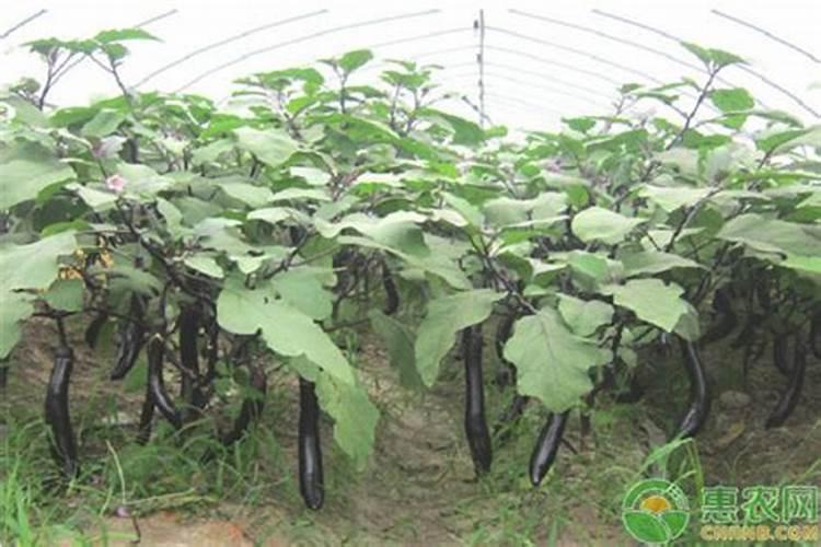 立秋后冷棚茄子用沾花吗？