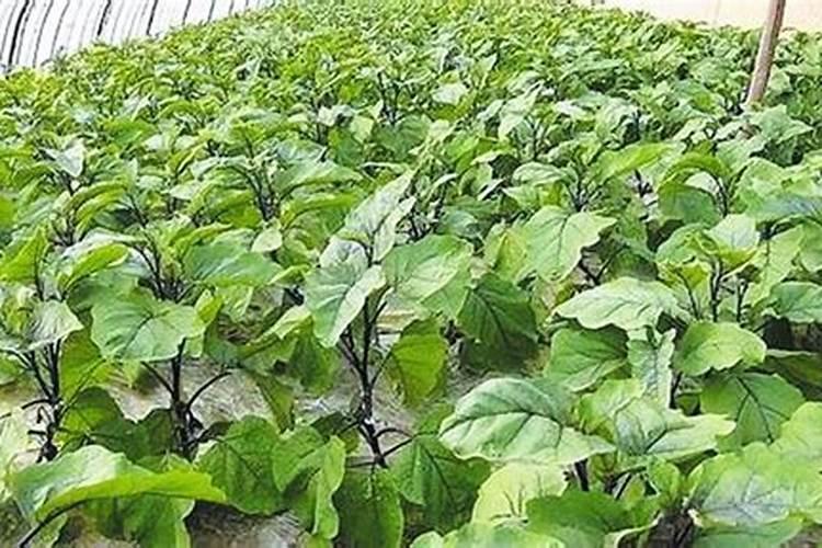 蔬菜冷棚里种菜用铺地膜吗？