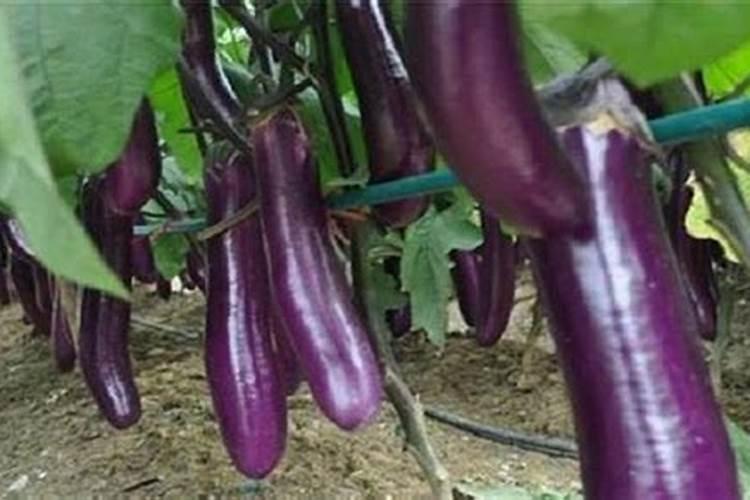 为什么茄子只开花不结果呢