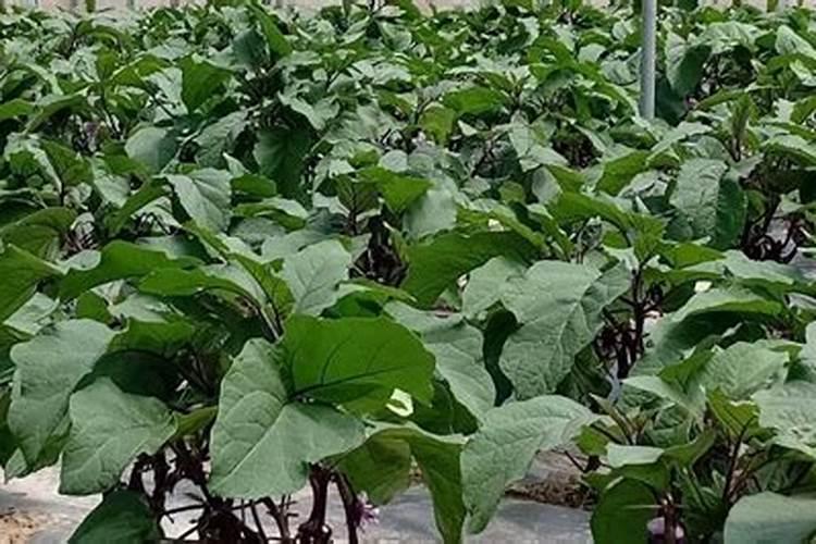 茄子苗期需要注意问题 茄子病害防治方法