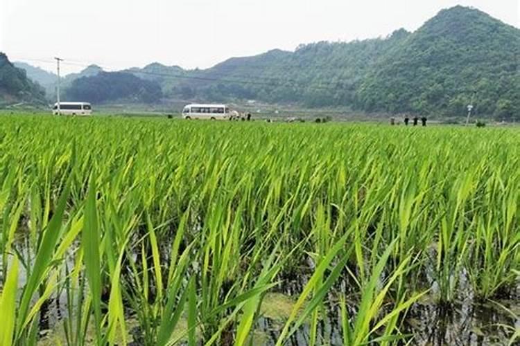 种植茭白如何追肥 茭白施肥方法总结
