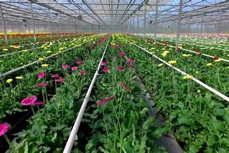 黄腐酸钾属于有机肥吗？果树大量使用可以代替有机肥吗