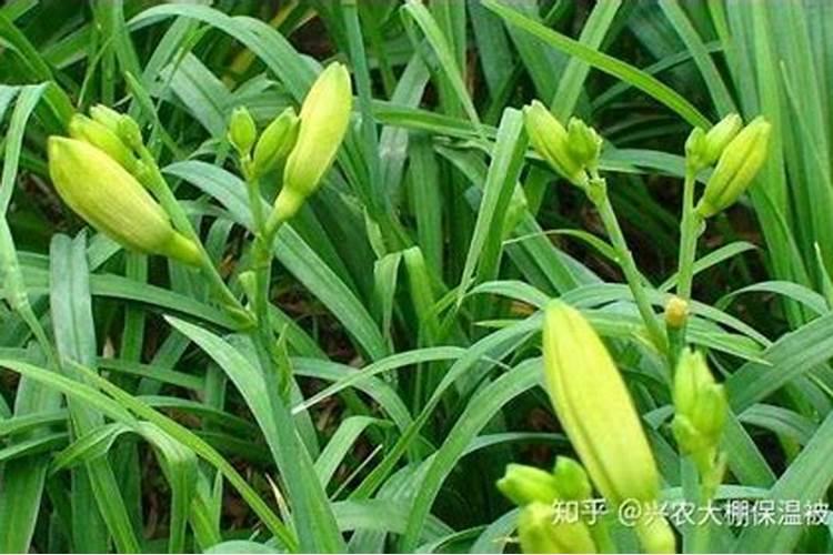 黄花菜正确施肥方法