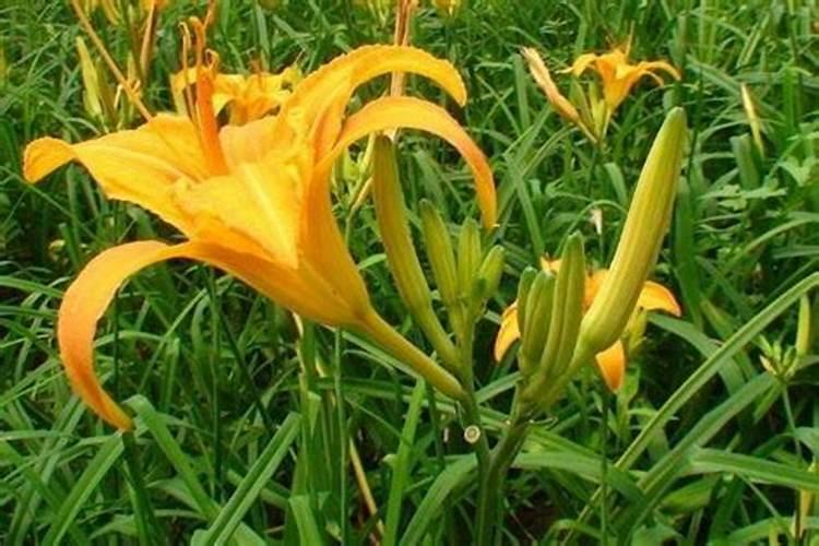 黄花菜正确施肥方法