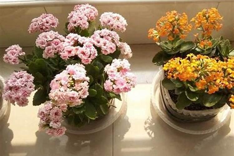 长寿花施什么肥好,长寿花施氮磷钾肥料最好