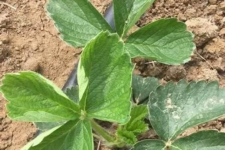 氮肥要兑水施在草莓苗上吗