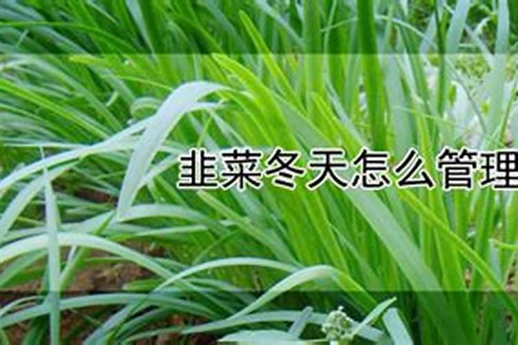韭菜用什么肥料最好