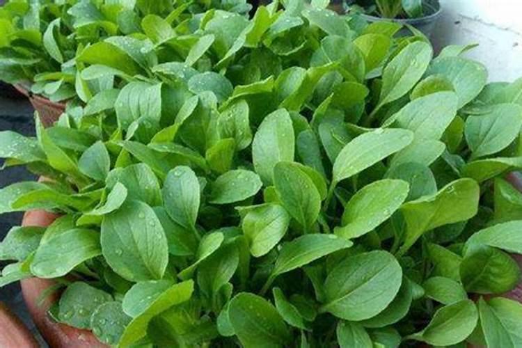 种菜的复合肥能种花吗？