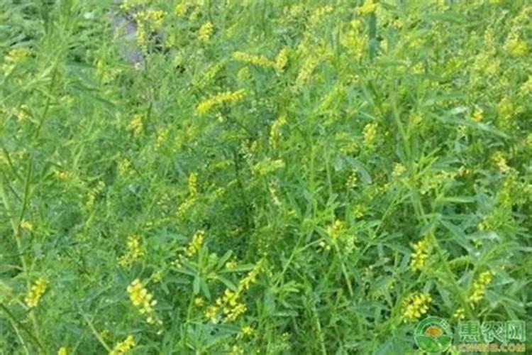 盐碱地如何种植大豆和玉米